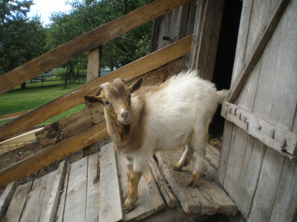 Pri Lazarju Farm